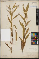 Foto von Salix acmophylla Boiss.